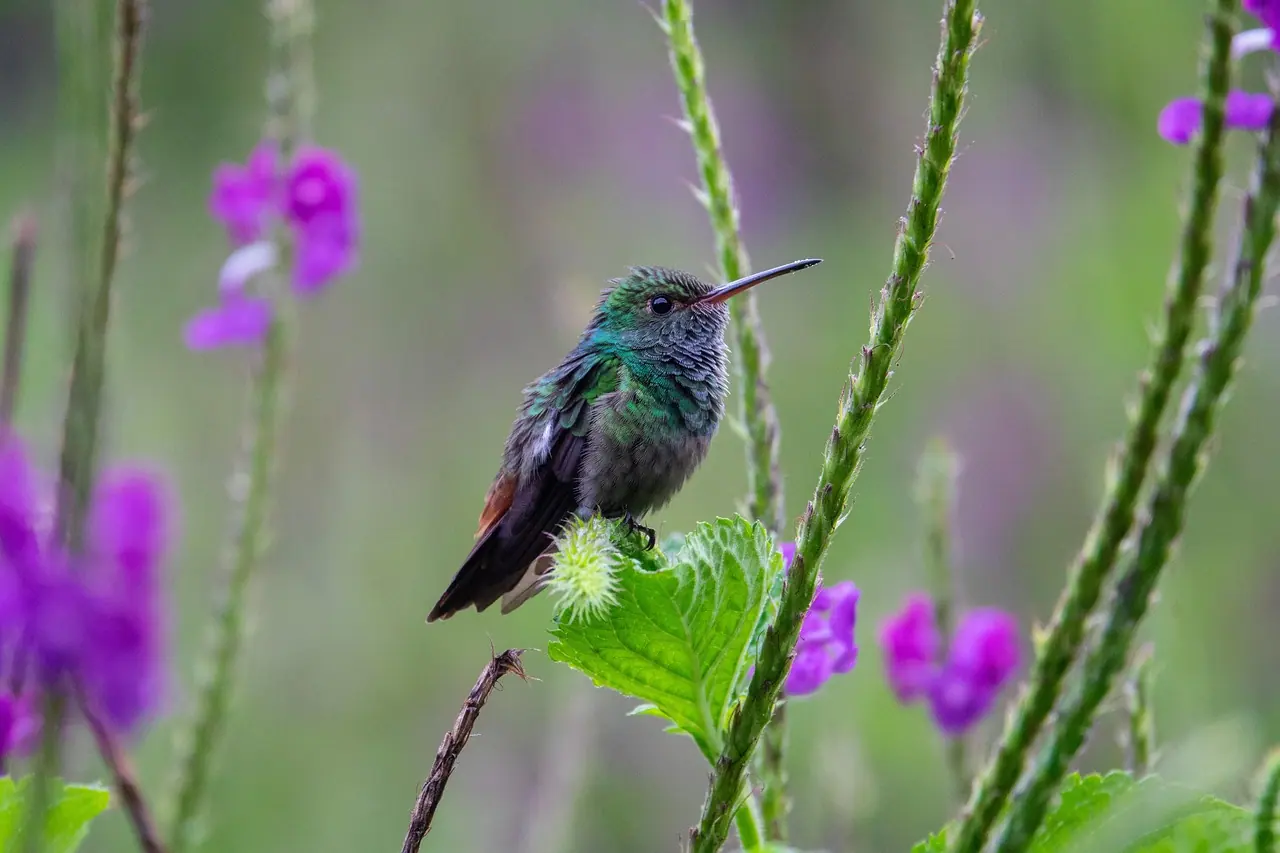 Costa rica, bird, tropical