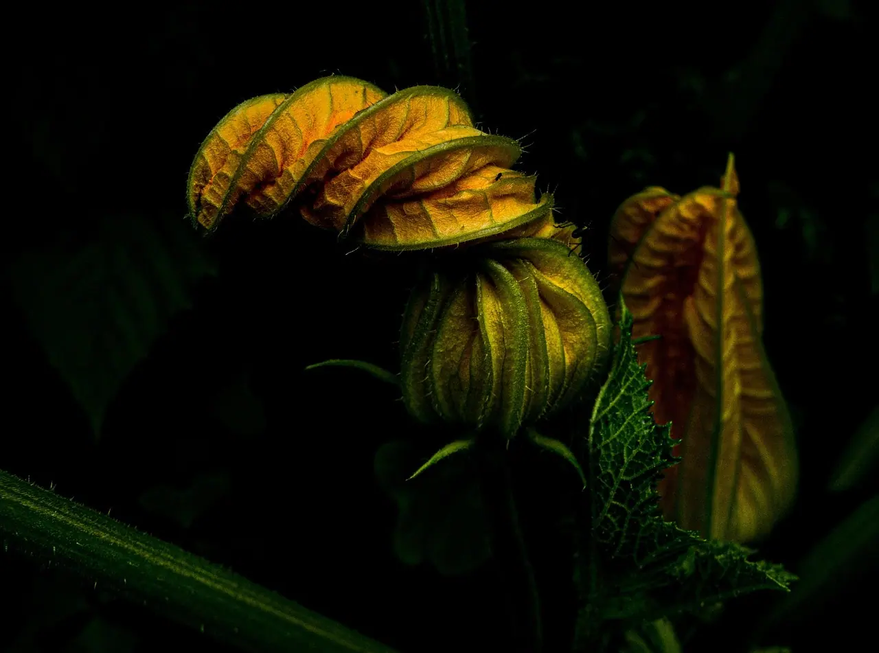 Zucchini, garden, vegetables