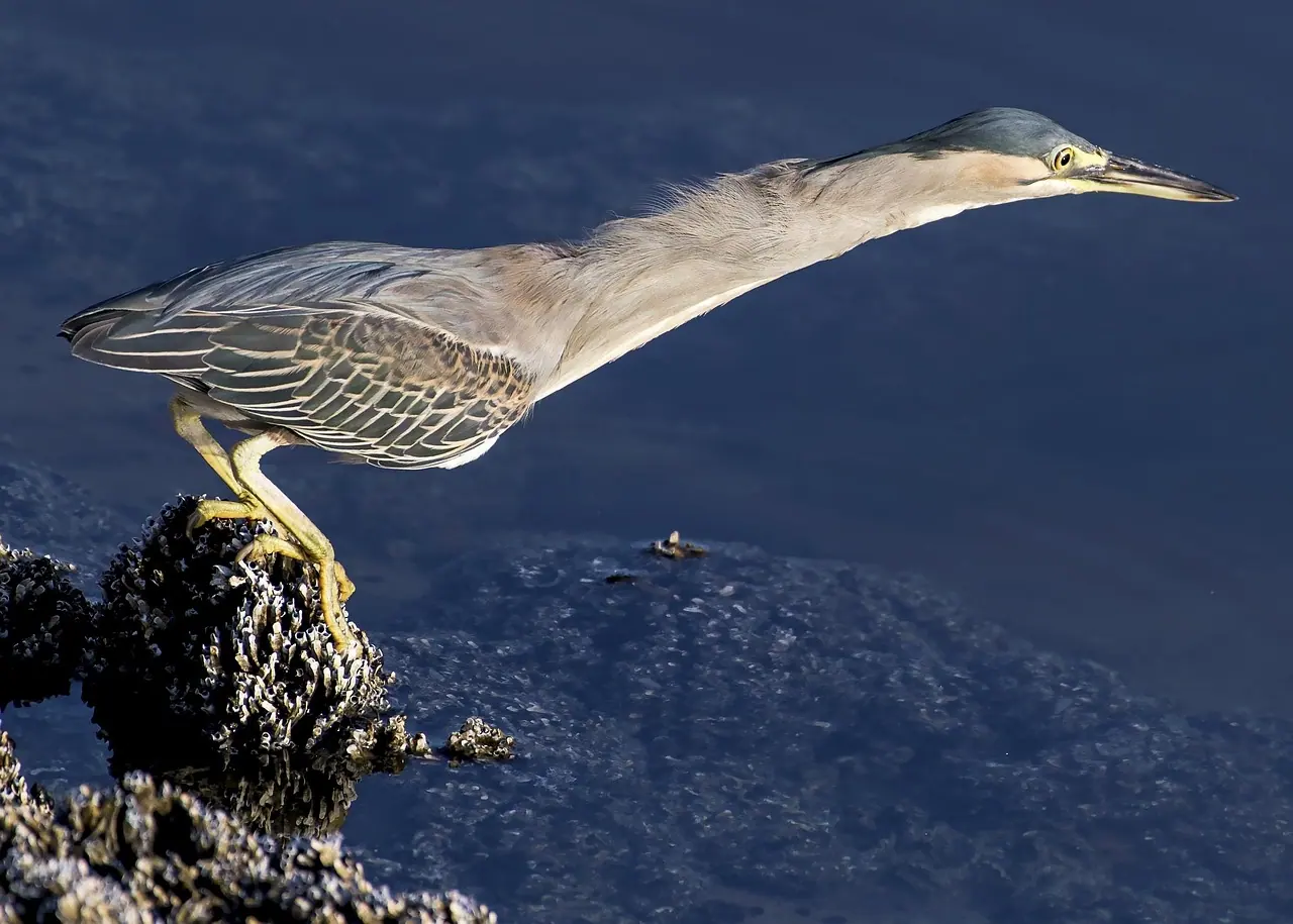 Heron, striated, bird
