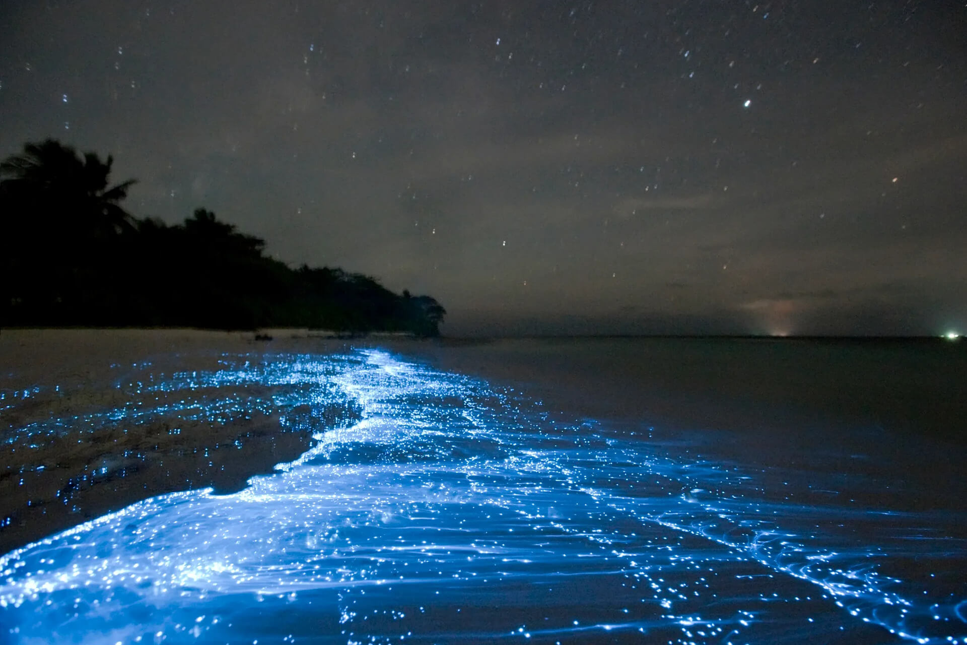 Blue bioluminescence glowing in the lagoon at night