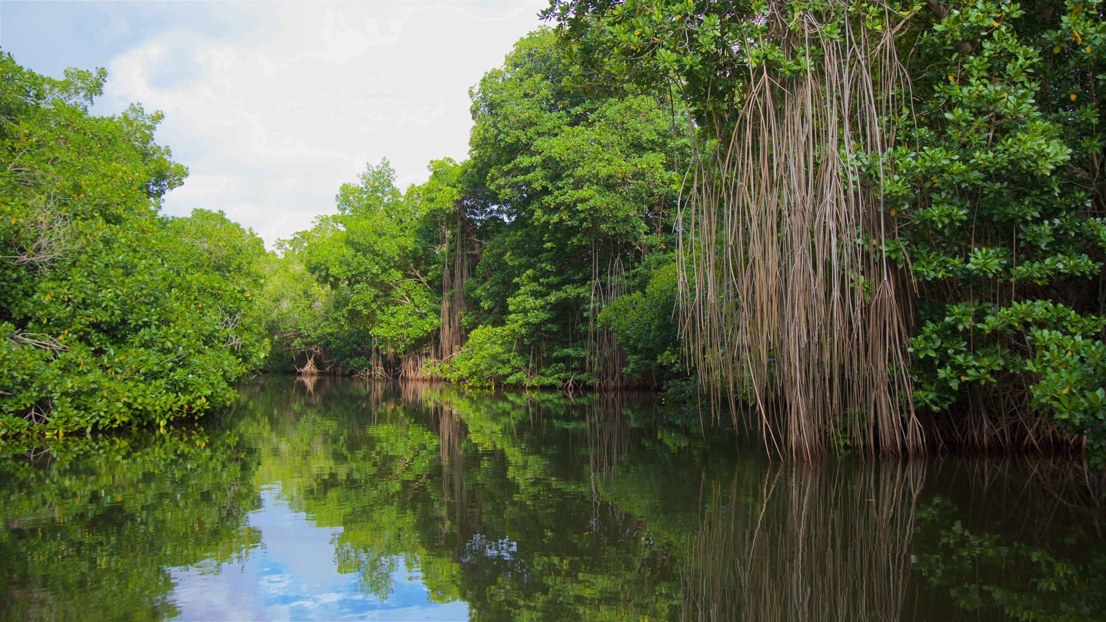 Still water reflecting the Chacahua mangroves